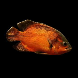 Red Oscar High Grade Astronotus Ocellatus 12cm