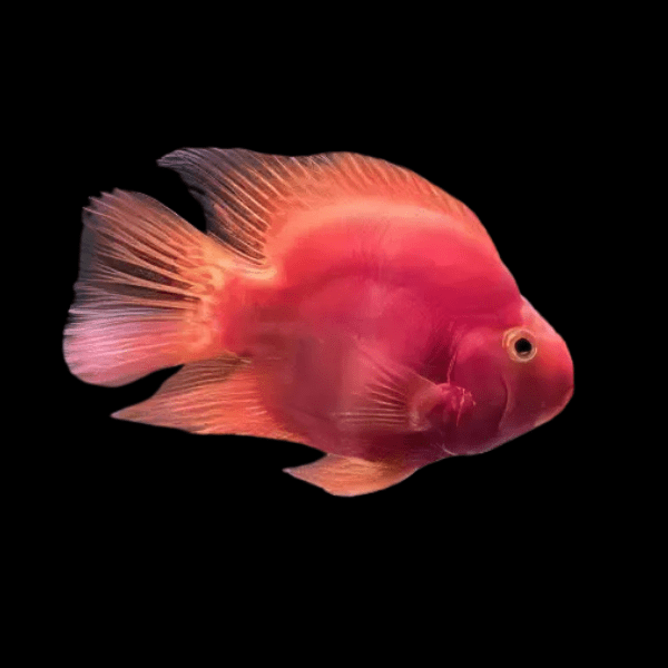 Red Baby Parrot Fish Hybrid Amphilophus citrinellus √ó Vieja melanurus 3cm