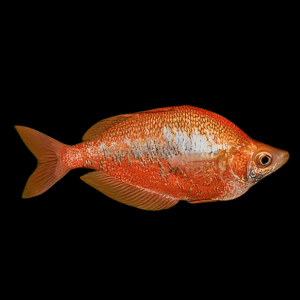 Red Rainbow Fish Glossolepis Incisus 5cm