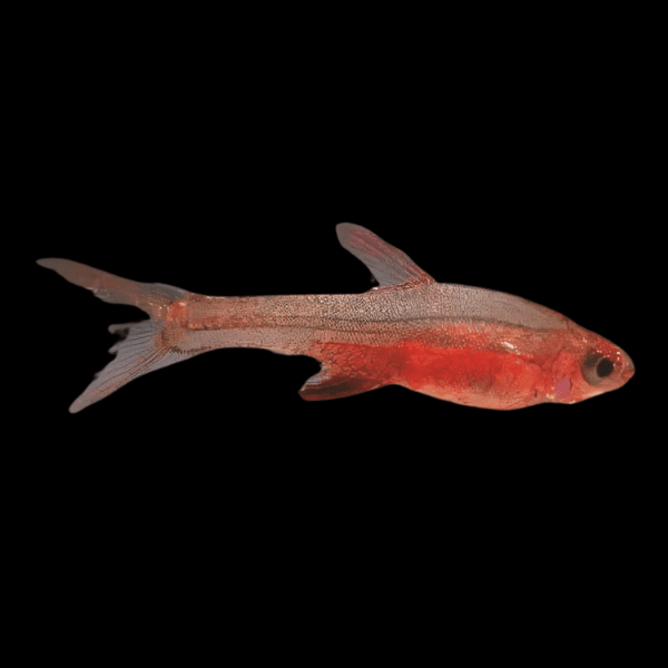 Red Roddy Rasbora Axelrodi 3cm