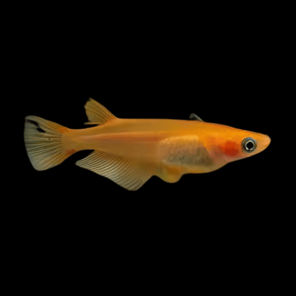 Red Rice Fish Tetra Oryzias Latipes 3cm