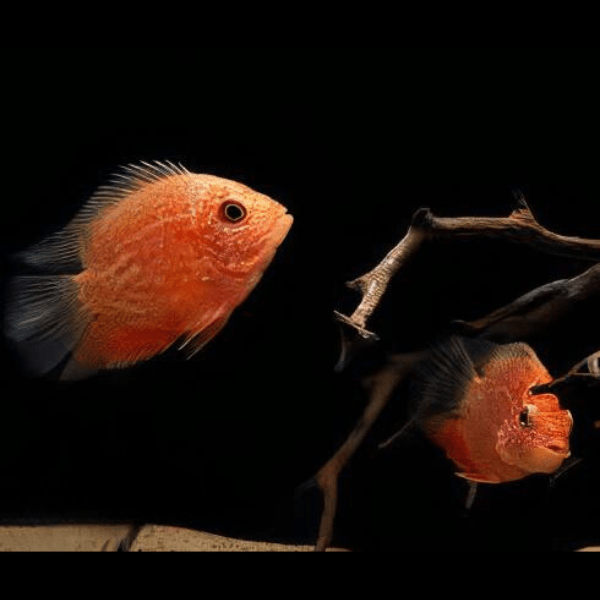 Red Spotted Gold Severum Cichlid Heros Efasciatus 5cm - Image 7