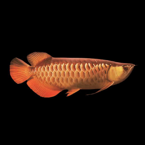 A1 Malaysian Red Tail Gold Arowana Scleropages Formosus 20cm – Auction