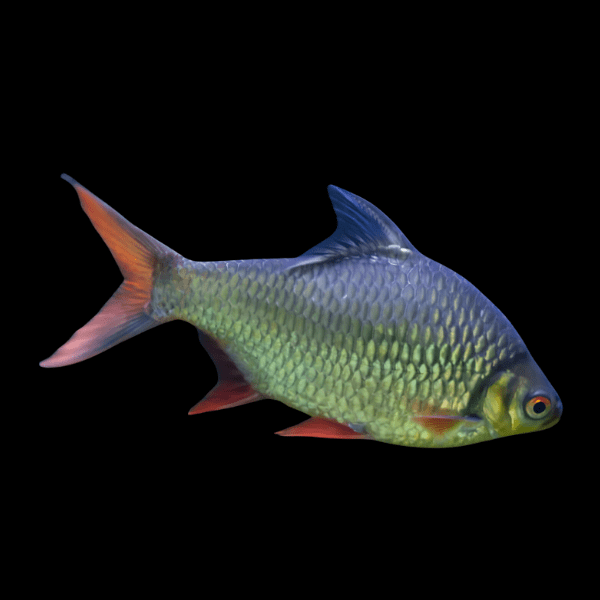 Red Tail Tinfoil Barb Barbodes Schwanenfeldii 5cm