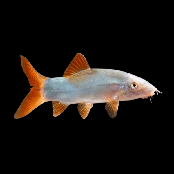 Red Tailed Blue Loach Botia Yasuhikotakia Modesta 5cm