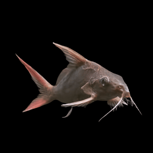 Red Tailed Mandi Catfish Synodontis Clarias 5cm