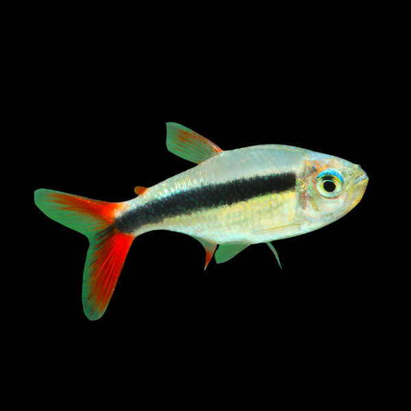 Red Tailed Penguin Tetra Thayeris Sp - 2cm