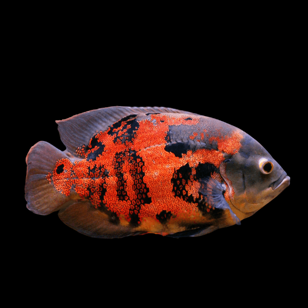 Red Tiger Oscar Astronotus Ocellatus
