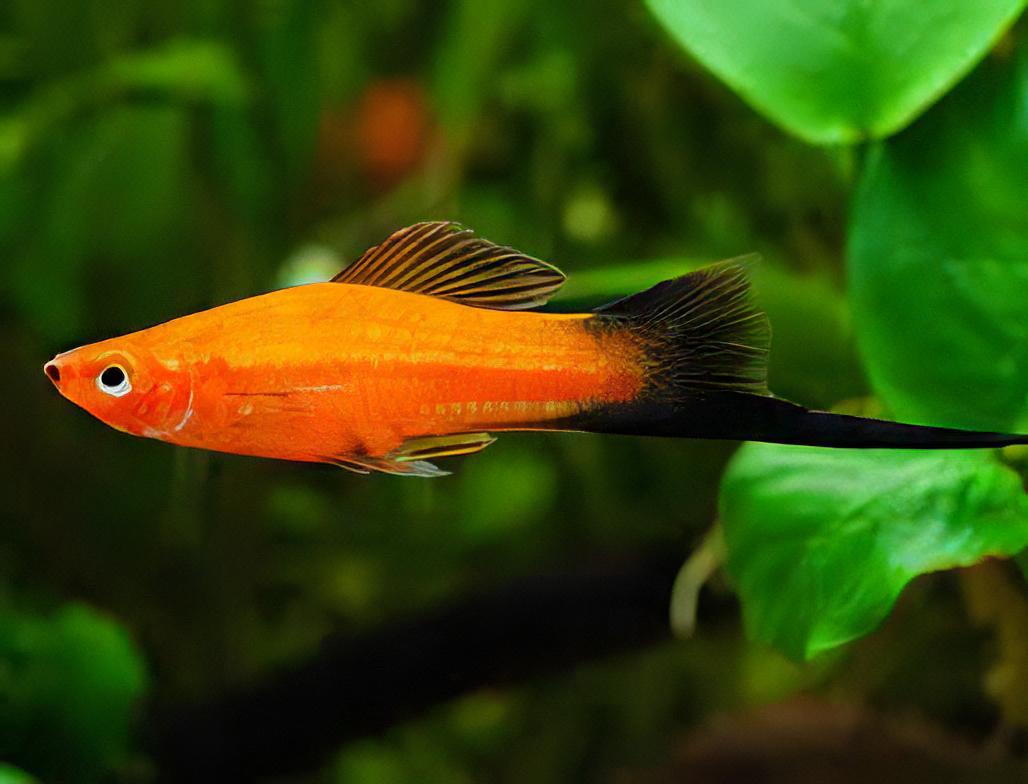 Red Wag Swordtail Xiphophorus Hellerii 3cm - Image 5