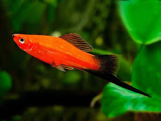 Red Wag Swordtail Xiphophorus Hellerii 3cm - Image 6