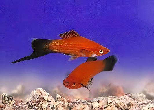 Red Wag Swordtail Xiphophorus Hellerii 3cm - Image 7