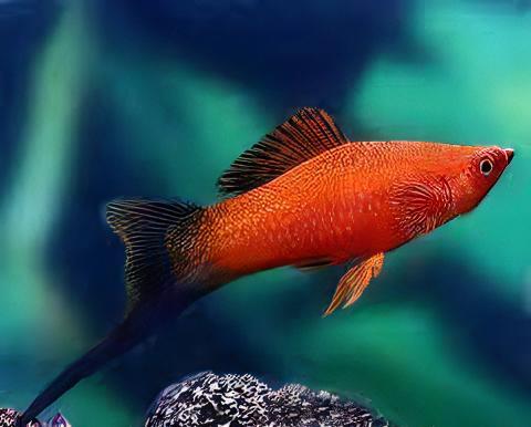 Red Wag Swordtail Xiphophorus Hellerii 3cm - Image 8