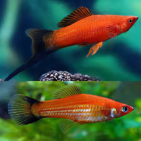 Red Wag Swordtail Xiphophorus Hellerii 3cm - Image 4