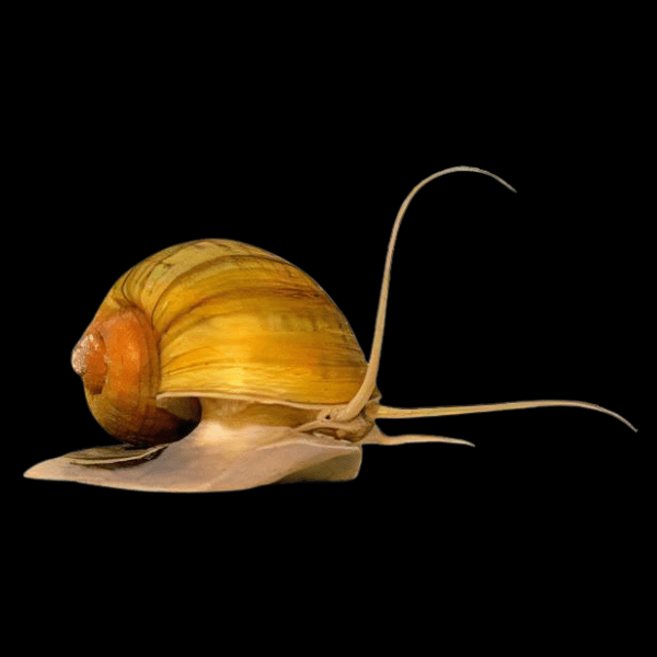 Red and Yellow Snail Pomacea Canaliculata 2cm