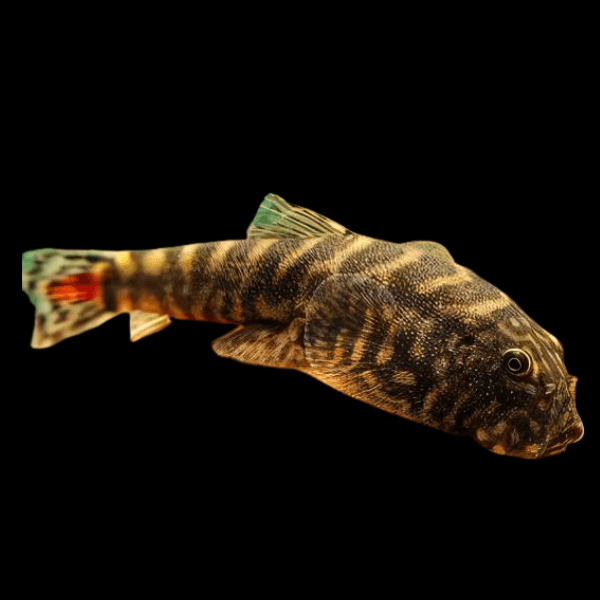 Red Tailed Hillstream Loach Hong Kong Spotted Butterfly Pleco 4cm
