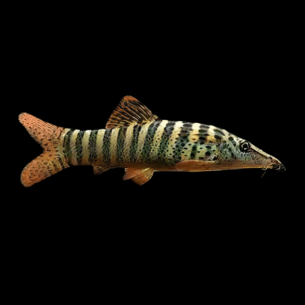 Redfin Tiger Loach Botia Berdmorei 5cm