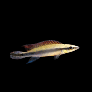 Regans Pike Cichlid Crenicichla Regani Tapajos 5cm