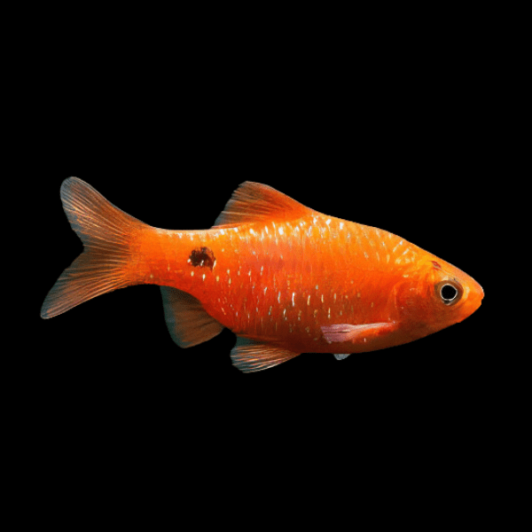 Rosy Barb Pethia Conchonius 4cm