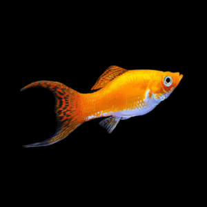 Saffron Molly Poecilia Sphenops 3cm