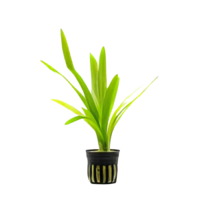 Five Potted Plants Broad Leaved Arrowhead Plant Sagittaria Platyphylla