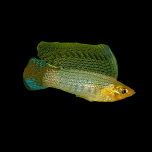 Sailfin Green Molly Poecilia Sphenops 3cm