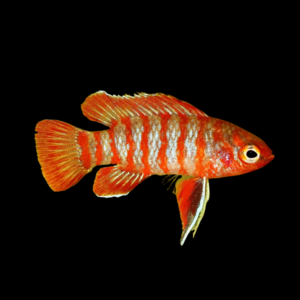 Scarlet Badis Dario Dario – 3cm