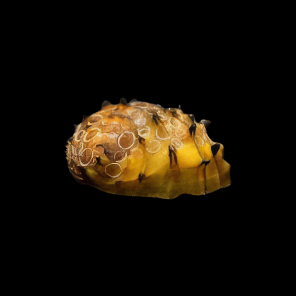 Sea Mine Snail Neritina Juttingae 2cm