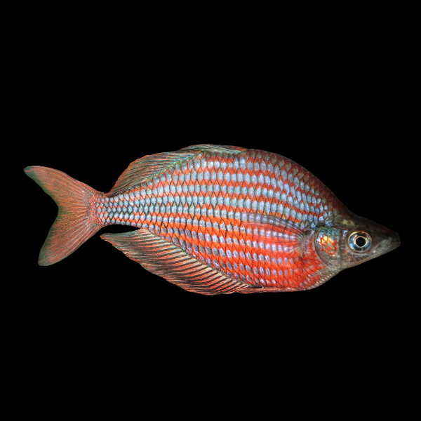 Sepik Rainbow Fish Glossolepis Multisquamata 5cm
