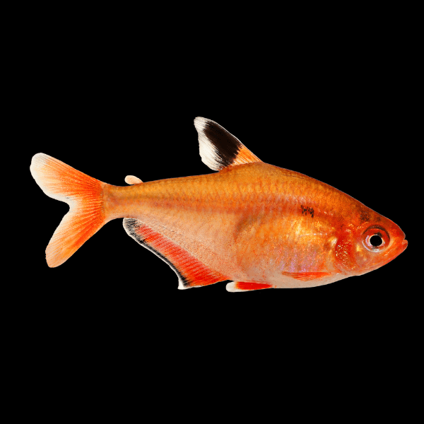 Serpea Tetra Hyphessobrycon Eques 2cm