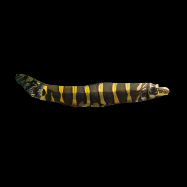 Serpent Loach Serpenticobitis Octozona 4cm