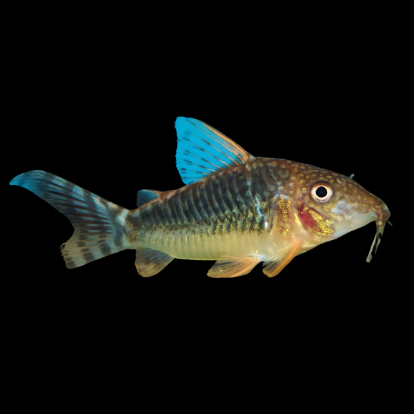 Seuss Corydoras Seussi 3cm Catfish