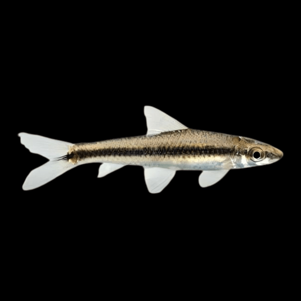 Siamese Flying Fox Loach Epalzeorynchus Siamensis 5cm