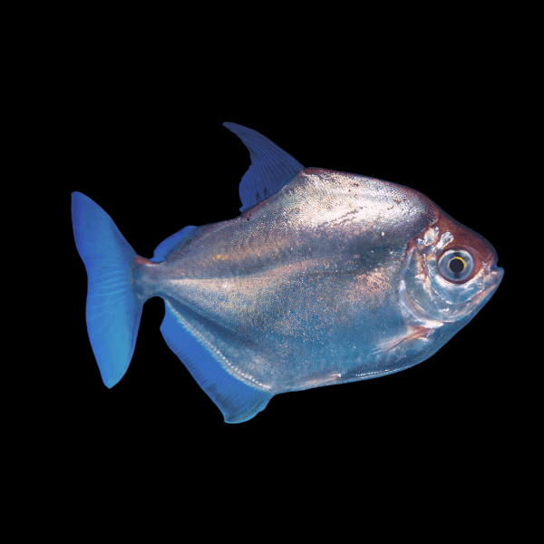 Silver Dollar Metynnis Argenteus 5cm