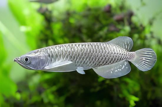 Silver Jardini Pearl Arowana Scleropages Jardini 15cm - Image 4