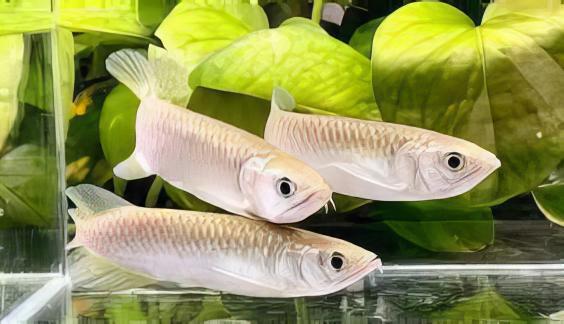 Silver Jardini Pearl Arowana Scleropages Jardini 15cm - Image 7