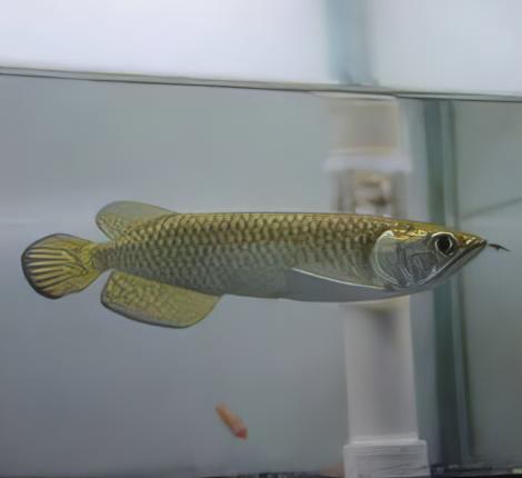 Silver Jardini Pearl Arowana Scleropages Jardini 15cm - Image 6