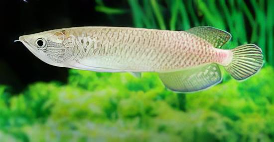 Silver Jardini Pearl Arowana Scleropages Jardini 15cm - Image 5