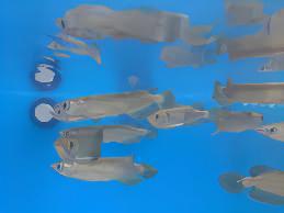 Silver Jardini Pearl Arowana Scleropages Jardini 15cm - Image 8