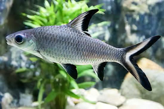 Assorted Freshwater Sharks 5cm - Image 4