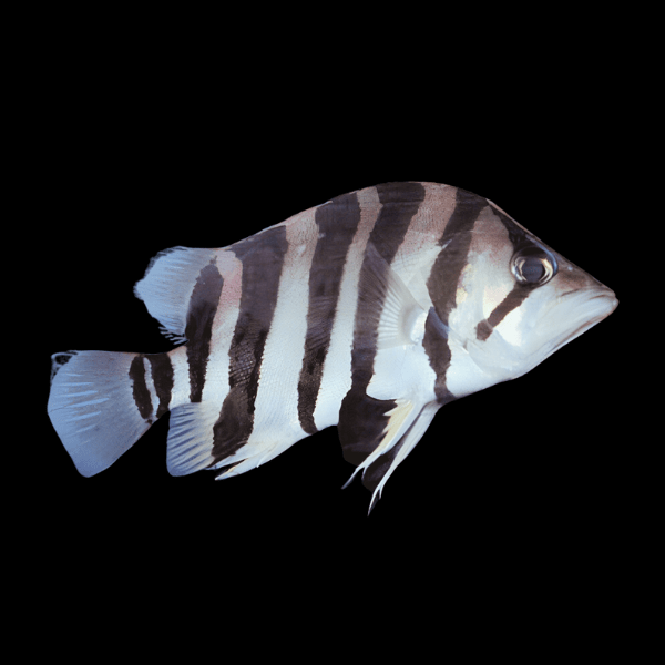 Silver Tiger Datnoid Tiger Fish Datnioides Polota 5cm