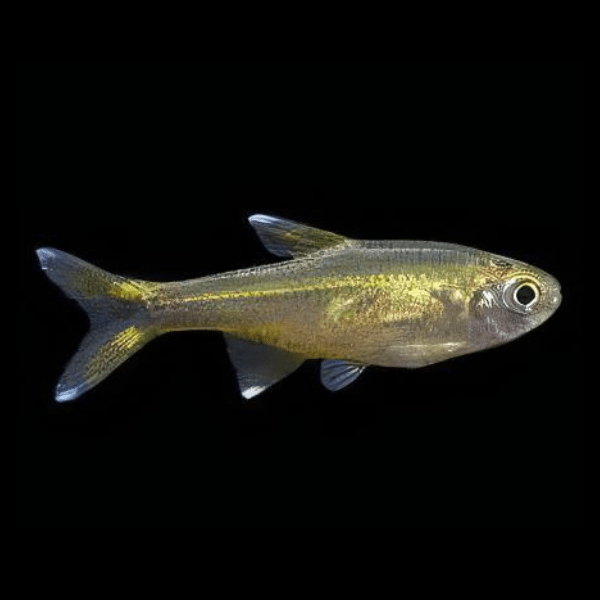 Silver Tip Tetra Hasemania Nana 2cm