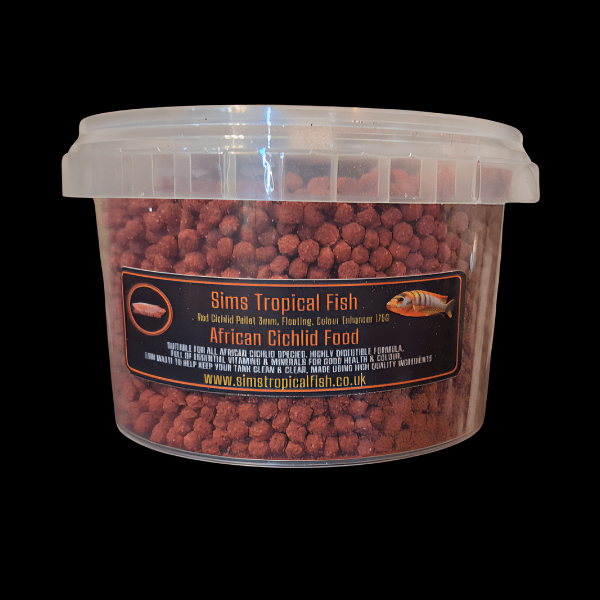 Cyprichromis Microlepidotus Kitumba Albino Tanganyikan African Cichlids 5cm - Image 2