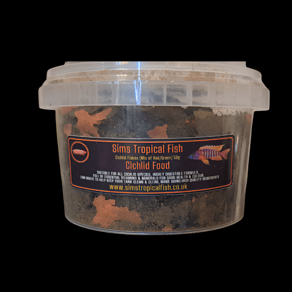 Cyprichromis Microlepidotus Kitumba Albino Tanganyikan African Cichlids 5cm - Image 3