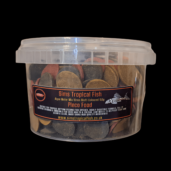 Albino Common Pleco Hypostomus Plectostomus 5cm - Image 2