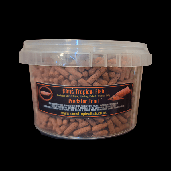 African Arowana Heterotis Niloticus 20cm - Image 2