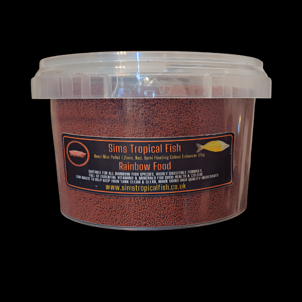 Emerald Green Rainbow Fish Glossolepis Wanamensis - 5cm - Image 2