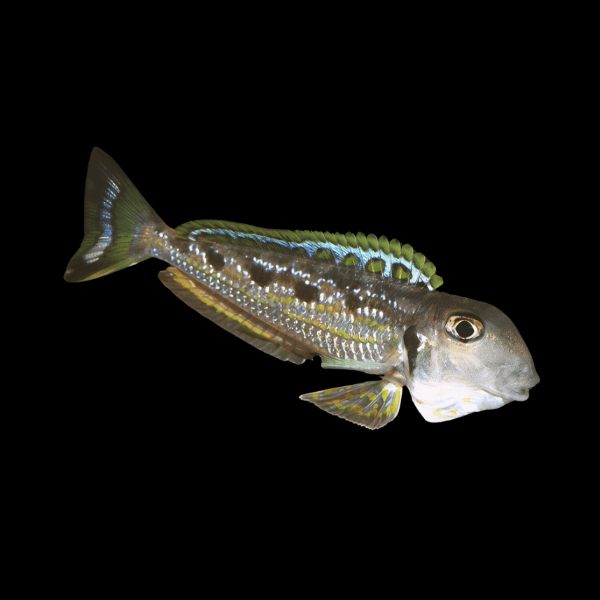 Singularis Xenotilapia Enantiopus Ochrogenys Kekese 8cm