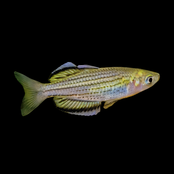 Skull Creek Rainbow Fish Melanotaenia Sahulensis 5cm