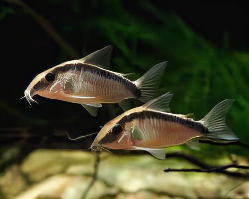 Skunk Corydoras Arcuatus 3cm Catfish - Image 6