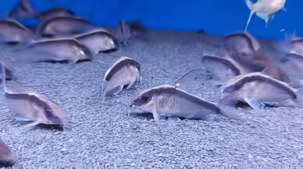 Skunk Corydoras Arcuatus 3cm Catfish - Image 7